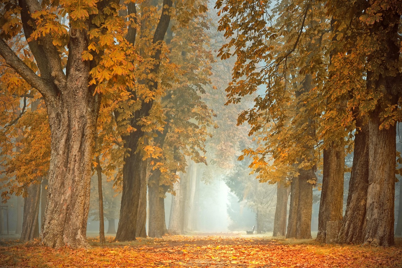 Natuurlijke raamstickers met herfstbomen silhouetten. Natuurlijke raamstickers met herfstbomen silhouetten.